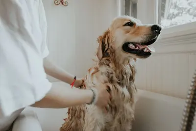 Can I Use Cat Flea Shampoo On My Dog?