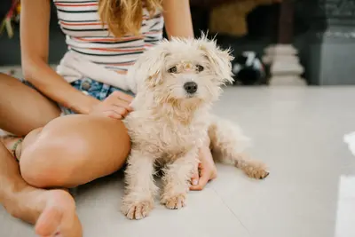 Can I Wash My Dog With Baby Shampoo?