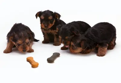 10 Best Cheese Dog Treats & Their Reviews For 2026