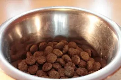10 Best Chicken-Free Dog Foods: Our 2026 Rankings