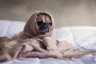 Can You Use Claritin For Dogs & Is It Safe?