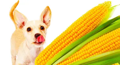 Best Corn Free Dog Food Options (Top 10 Reviews & Buyer's Guide)