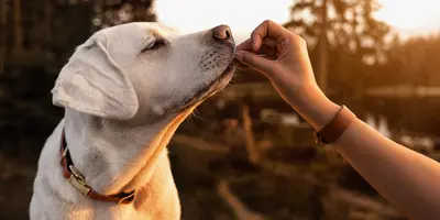 10 Best Dehydrated Dog Treats & Their Reviews For 2026