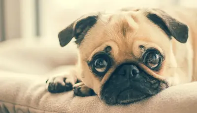 10 Best Diabetic Dog Food & Their Reviews For 2026