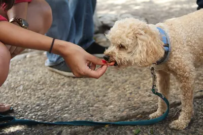 Best Diabetic Dog Treats (Top 10 Reviews, FAQs & Buyer's Guide)