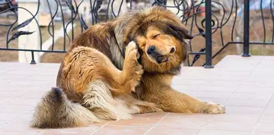 My Dog Is Allergic To Dust Mites: Causes, Symptoms & Cures