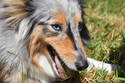 My Dog Is Allergic To Grass | What To Do & Treatment
