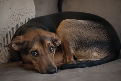 An anxious dog curled up looking up nervously