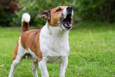 A dog barking outdoors with its mouth open