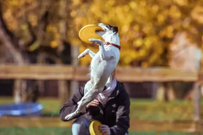 My Dog Can't Catch | The Definitive Guide To Training Your Dog