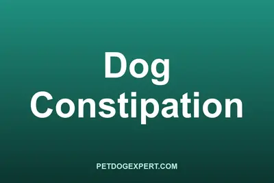 A dog being examined by a vet for constipation