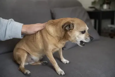 Why Is My Dog Coughing? Causes, Types, and When to Worry