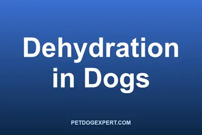 A dog drinking water from a bowl to stay hydrated