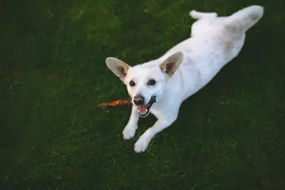 10 Best Dog Dental Chew Toys & Their Reviews For 2026