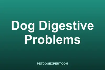 A dog being checked by a vet for digestive problems