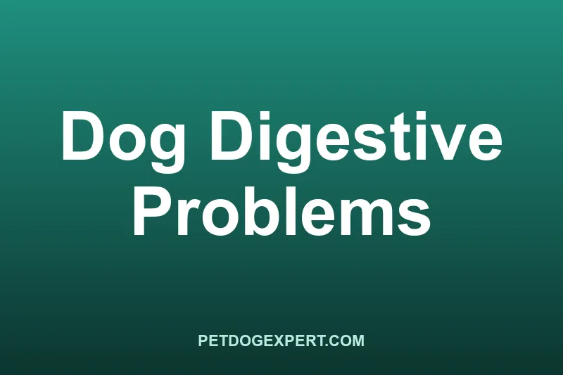 A dog being checked by a vet for digestive problems