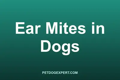 A vet examining a dog's ear for ear mites