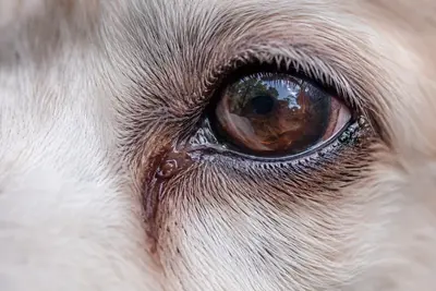 Dog Eye Discharge: What the Colors Mean and the Causes