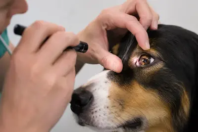Dog Eye Problems: Causes, Signs, and How to Treat Them