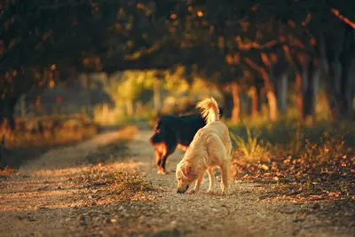 10 Common Reasons Why Your Dog Has Allergies In The Fall