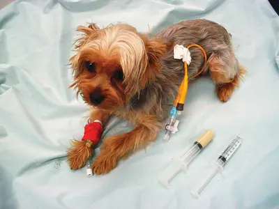 10 Best Dog Feeding Tubes Reviewed