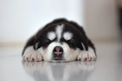 10 Most Common Reasons Why Your Dog Food Is Causing Seizures