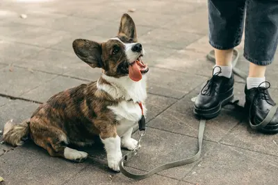 10 Best Dog Foods For Urinary Care