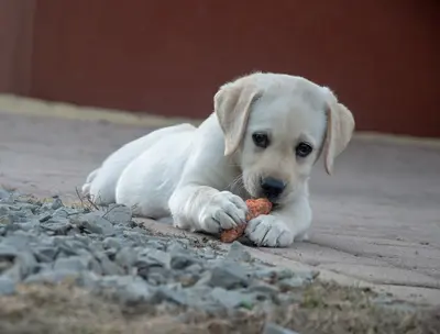 Best Dog Food Options With Glucosamine (Top 10 Reviews & Buyer's Guide)