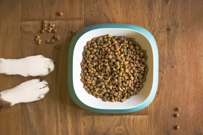 10 Best Dog Food Products With Probiotics [2026 Reviews]