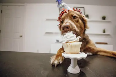 Best Dog Cake Frosting Products (Top 10 Reviews & Buyer's Guide)
