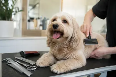 Dog Grooming: Bathing, Nails, Teeth, and Coat Care