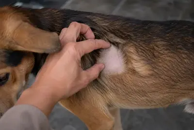 Dog Hair Loss: Causes, Treatment, and When to Worry