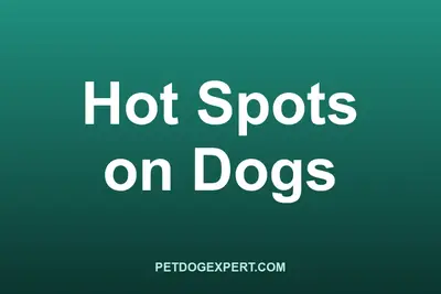 A vet parting a dog's fur to examine a red hot spot