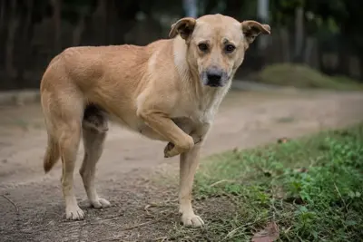 A dog outdoors holding up one front paw while limping