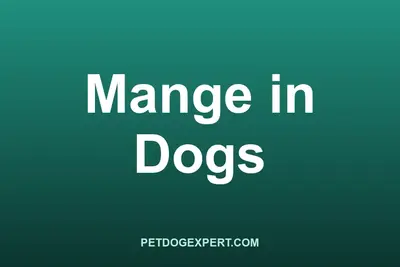 A dog with patchy hair loss from mange being examined