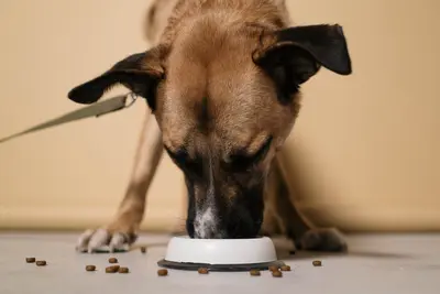 What To Do If Your Dog Is Not Chewing Their Food