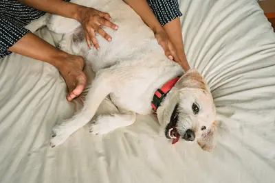 10 Best Dog Preventive Care Tips For A Healthy Hound