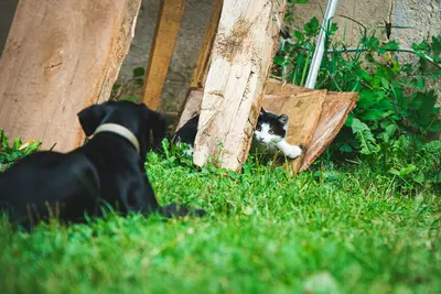 10 Best Dog Proof Cat Feeders & Their Reviews For 2026