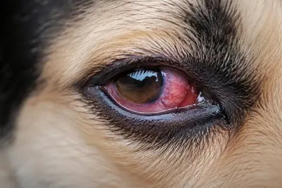 Why Are My Dog's Eyes Red? Causes and When to Worry