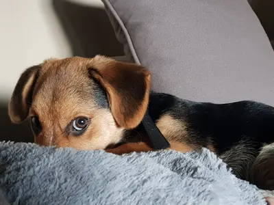 My Dog Is Regurgitating Food Hours After Eating: Symptoms & Cure