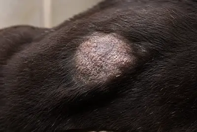 Ringworm in Dogs: Signs, Treatment, and Prevention