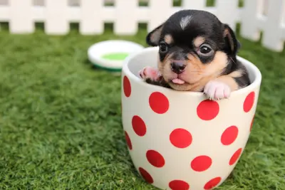 10 Best Dog Seasonal Allergies Treatments