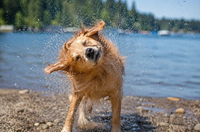 A wet golden retriever shaking off water beside a lake