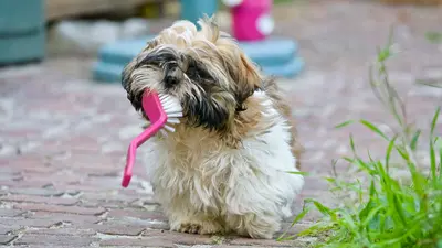 10 Best Dog Shampoo Brushes Rated and Reviewed