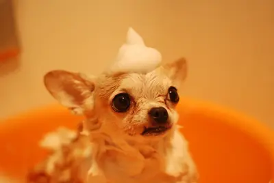 Best Dog Shampoo Products For Hair Loss (Top 10 Reviews & Buyer's Guide)