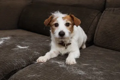 10 Best Dog Shampoos For Shedding Hair