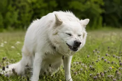 Why Is My Dog Sneezing? Causes, Types, and When to Worry