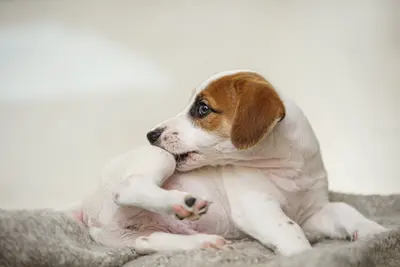 10 Best Dog Supplements For Skin Allergies & Their Reviews