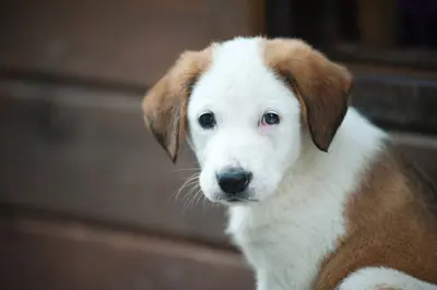 What To Do If Your Dog Has Swollen Ear Flap Allergies