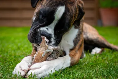 10 Best Dog Teeth Cleaning Toys Reviewed